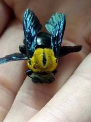Xylocopa minor