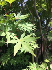 Acer