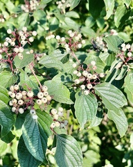 Cornus drummondii
