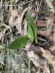 Cryptostylis subulata