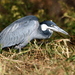Black-headed Heron - Photo (c) fayne, some rights reserved (CC BY-NC)