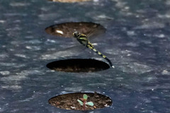 Orthetrum albistylum