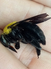 Xylocopa minor