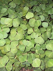 Oxalis oregana
