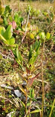 Kalmia microphylla