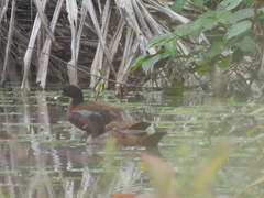Pteronetta hartlaubii