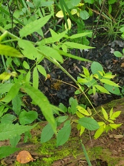 Cicuta maculata maculata