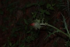 Cirsium ehrenbergii