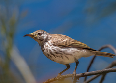 Ramsayornis fasciatus
