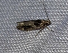 Pseudochelaria walsinghami