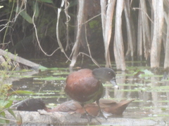 Pteronetta hartlaubii