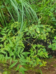 Cicuta maculata maculata