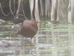 Pteronetta hartlaubii
