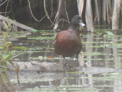 Pteronetta hartlaubii