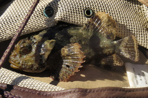 Byno scorpionfish (Parascorpaena aurita) — Scorpaenidae — 3