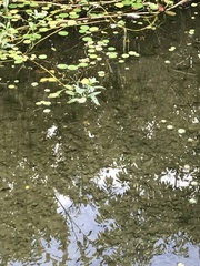 Utricularia australis