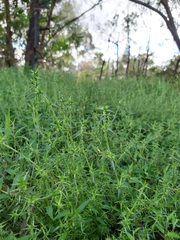Stellaria pungens