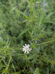 Stellaria pungens