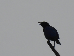 Hylopsar purpureiceps