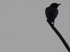 Hylopsar purpureiceps