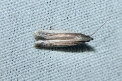 Tampa dimediatella