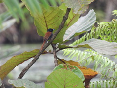 Terpsiphone viridis image