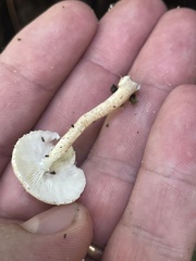 Ripartitella brasiliensis