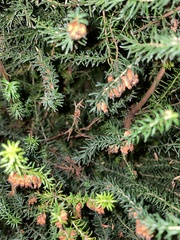 Erica lusitanica