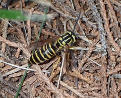 Vespula squamosa