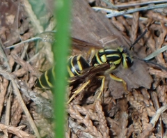Vespula squamosa
