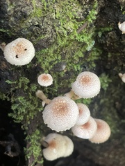 Ripartitella brasiliensis