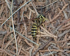 Vespula squamosa