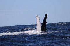 Megaptera novaeangliae australis