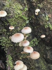 Ripartitella brasiliensis