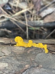 Dacrymyces