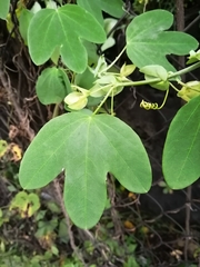 Passiflora subpeltata