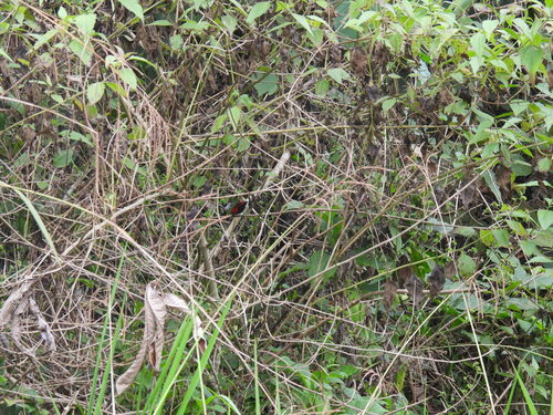 iNaturalist image