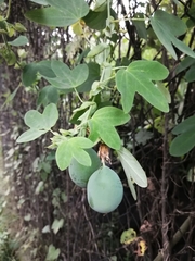 Passiflora subpeltata