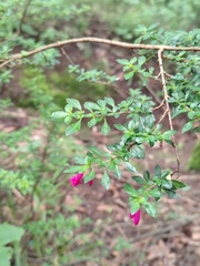 Fuchsia