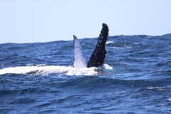 Megaptera novaeangliae australis