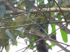 Cinnyris chloropygius