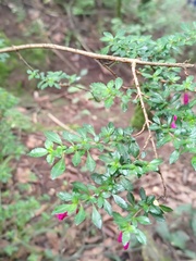 Fuchsia