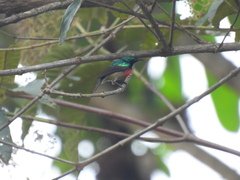 Cinnyris chloropygius