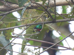 Cinnyris chloropygius