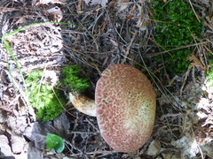 Suillus spraguei