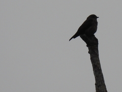 Bradornis fuliginosus