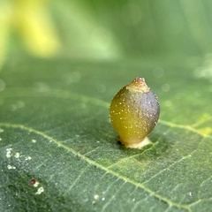 Caryomyia viscidolium
