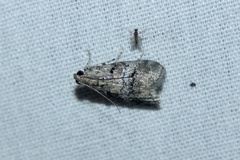 Pococera asperatella