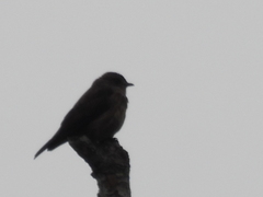 Bradornis fuliginosus