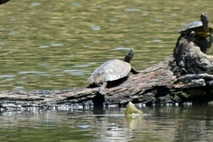 Pseudemys concinna concinna